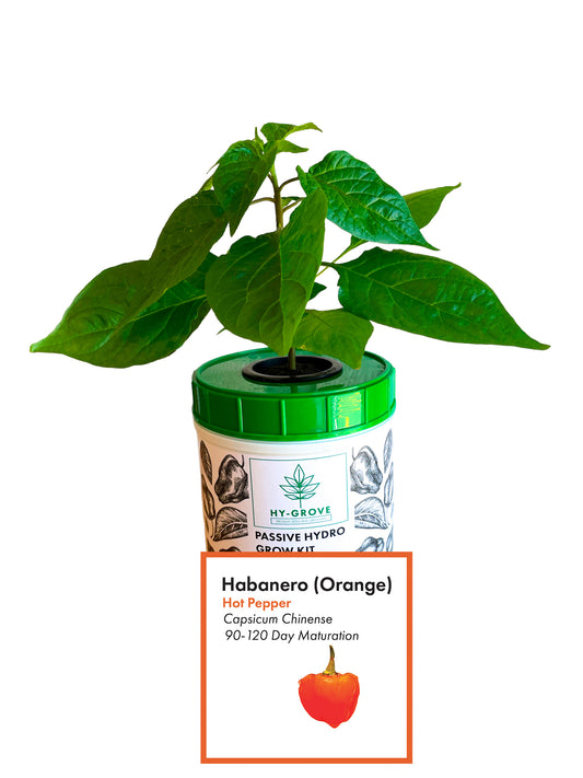 Orange Habanero Grow Kit - Passive Hydroponic Grow Kit from Hy-Grove