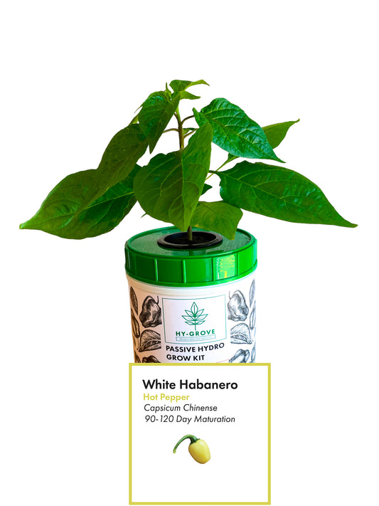 White Habanero Grow Kit - Passive Hydroponic Grow Kit from Hy-Grove